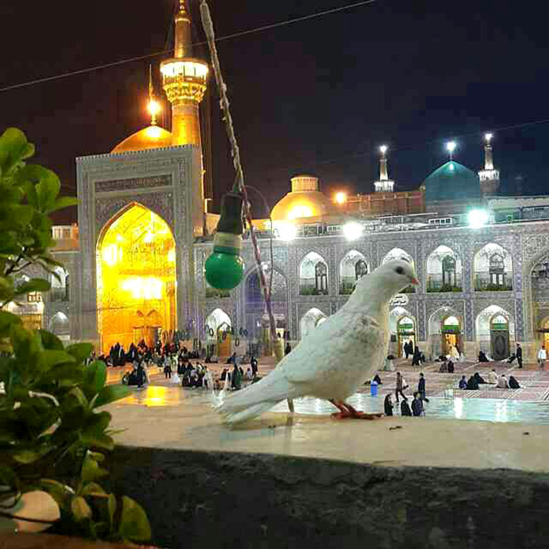 مهمانپذیر غدیر در مشهد - 1100